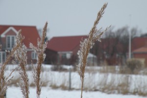 image16