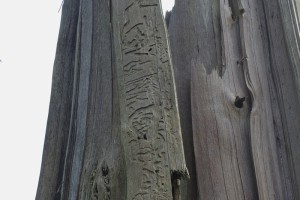 DSCN8634