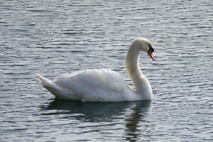 L1000227