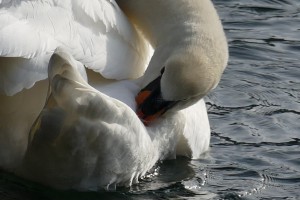 L1000229