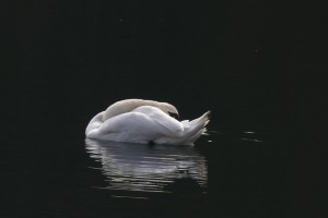 L1000470