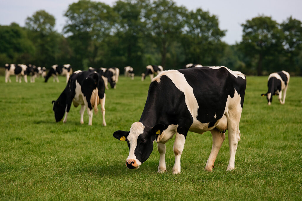 Blauzungen-Krankheit: Wermelskirchen liegt jetzt in Restriktionszone