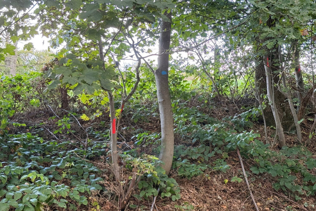 Grünpflegearbeiten an der Balkantrasse