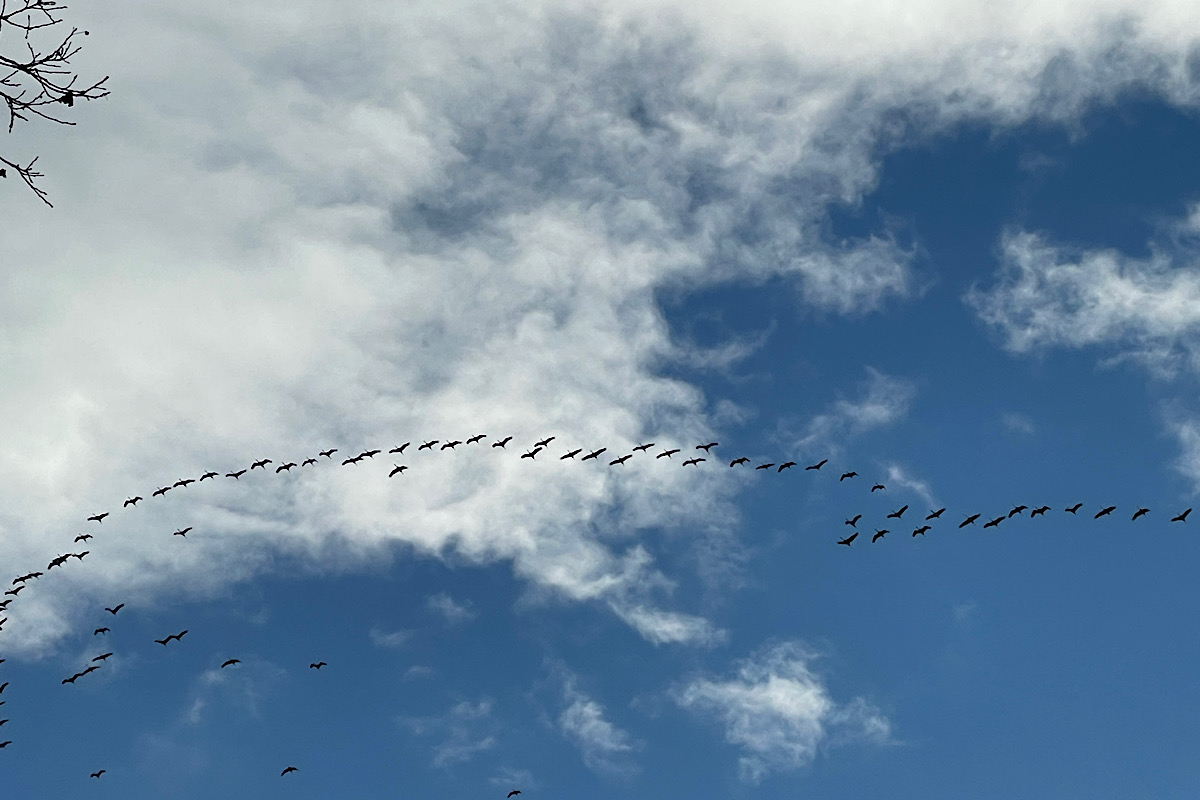 Die Kraniche kehren heim
