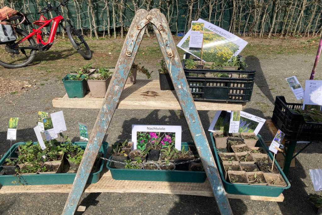 Naturnah gärtnern und Wissen teilen: Pflanzen- und Saatguttauschbörse am 22. März an der Biologischen Station Rhein-Berg in Rösrath