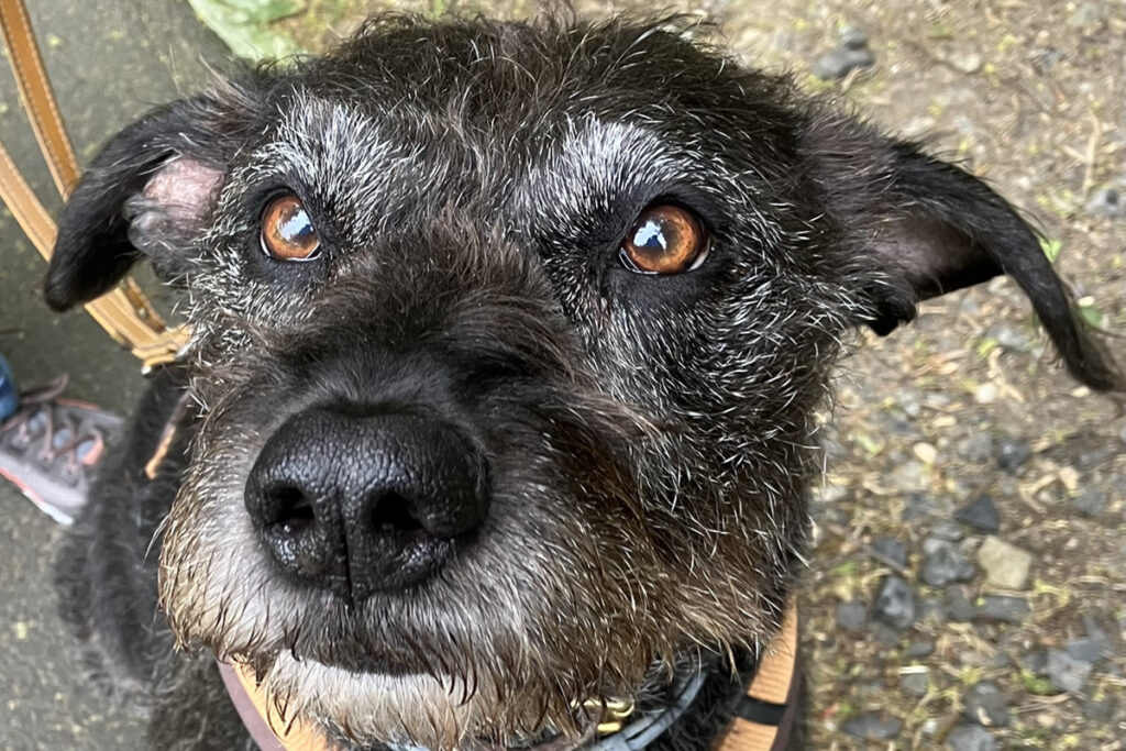 Hunde sind TIERISCHgute Menschen