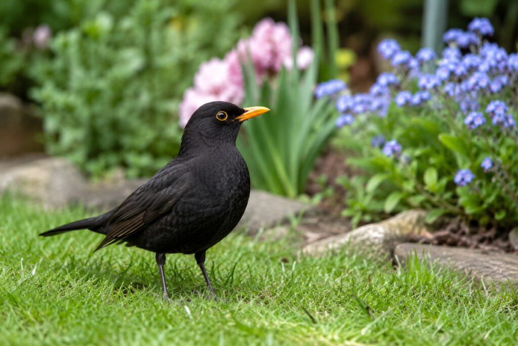 Vögel zählen