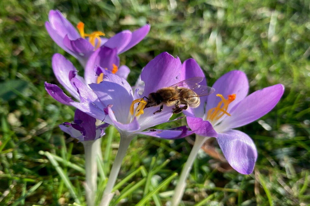 Gemeinsam den Rheinisch-Bergischen Kreis zum Blühen bringen: Sponsoring und Unterstützung gesucht, um 80.000 Blumenzwiebeln zu setzen