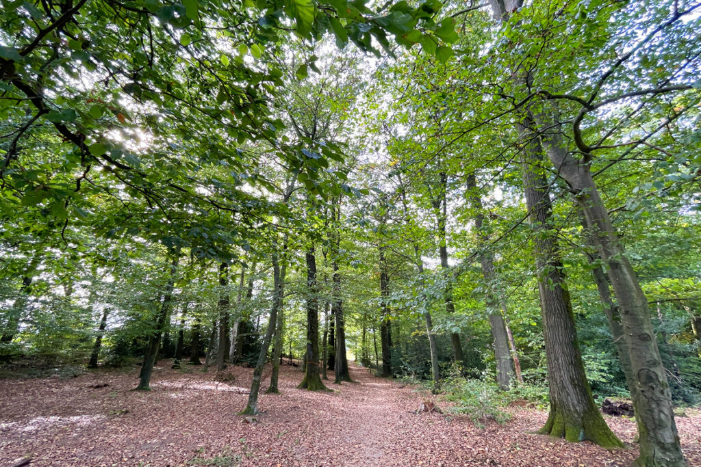 Wald in Wermelskirchen – Teil 3: Wer entscheidet über unseren Wald?